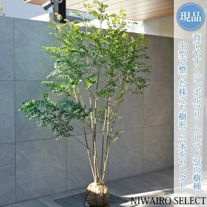 �y���i�z�y�V�}�g�l���R�z������ ���R�����`�@����H��180 × �}��W��110cm�@���� ��Ύ� �V���{���c���[ �A�� ��� ���� �A�� �a�� �m�� �K�[�f�j���O �������y���������z