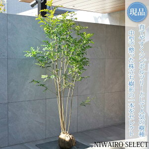 �y���i�z�y�V�}�g�l���R�z������ ���R�����`�@����H��175 × �}��W��90cm�@���� ��Ύ� �V���{���c���[ �A�� ��� ���� �A�� �a�� �m�� �K�[�f�j���O �������y���������z