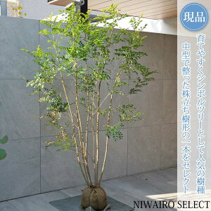 �y���i�z�y�V�}�g�l���R�z������ ���R�����`�@����H��170 × �}��W��100cm�@���� ��Ύ� �V���{���c���[ �A�� ��� ���� �A�� �a�� �m�� �K�[�f�j���O �������y���������z