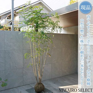 �y���i�z�y�V�}�g�l���R�z������ ���R�����`�@����H��230 × �}��W��110cm�@���� ��Ύ� �V���{���c���[ �A�� ��� ���� �A�� �a�� �m�� �K�[�f�j���O �������y���������z