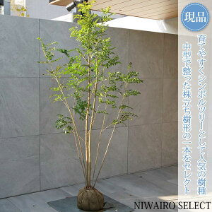 �y���i�z�y�V�}�g�l���R�z������ ���R�����`�@����H��170 × �}��W��90cm�@���� ��Ύ� �V���{���c���[ �A�� ��� ���� �A�� �a�� �m�� �K�[�f�j���O �������y���������z