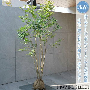 �y���i�z�y�V�}�g�l���R�z������ ���R�����`�@����H��170 × �}��W��90cm�@���� ��Ύ� �V���{���c���[ �A�� ��� ���� �A�� �a�� �m�� �K�[�f�j���O �������y���������z