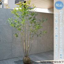 楽天市場】シマトネリコ 180の通販