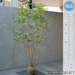 �y���i�z�y�V�}�g�l���R�z������ ���R�����`�@����H��170 × �}��W��100cm�@���� ��Ύ� �V���{���c���[ �A�� ��� ���� �A�� �a�� �m�� �K�[�f�j���O �������y���������z