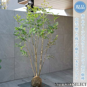 �y���i�z�y�V�}�g�l���R�z������ ���R�����`�@����H��170 × �}��W��100cm�@���� ��Ύ� �V���{���c���[ �A�� ��� ���� �A�� �a�� �m�� �K�[�f�j���O �������y���������z