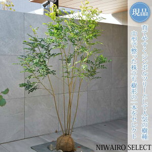 �y���i�z�y�V�}�g�l���R�z������ ���R�����`�@����H��170 × �}��W��100cm�@���� ��Ύ� �V���{���c���[ �A�� ��� ���� �A�� �a�� �m�� �K�[�f�j���O �������y���������z