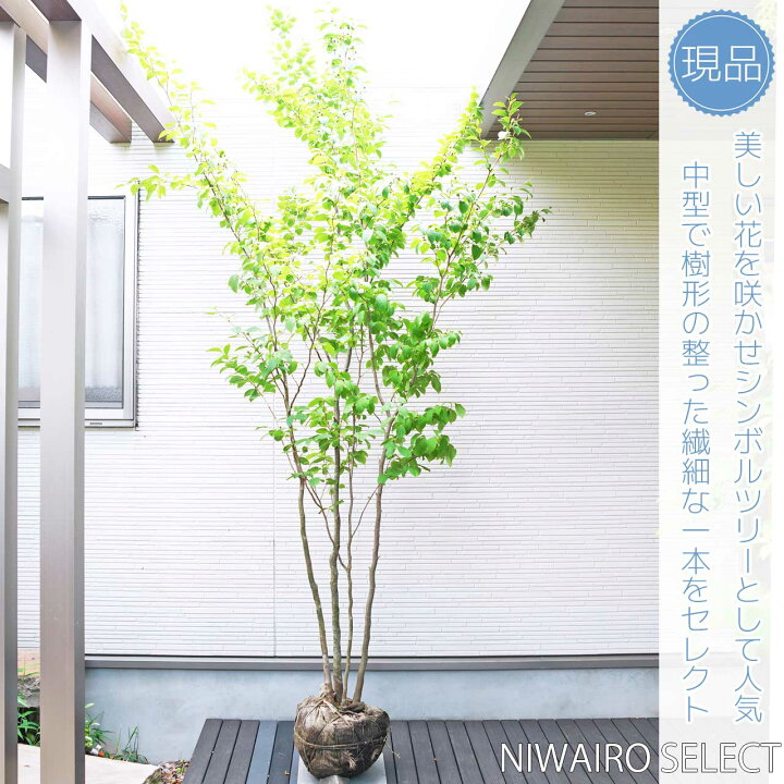 楽天市場】【ナツツバキ】夏椿 シャラ 株立ち 自然樹形 樹高H≒270 