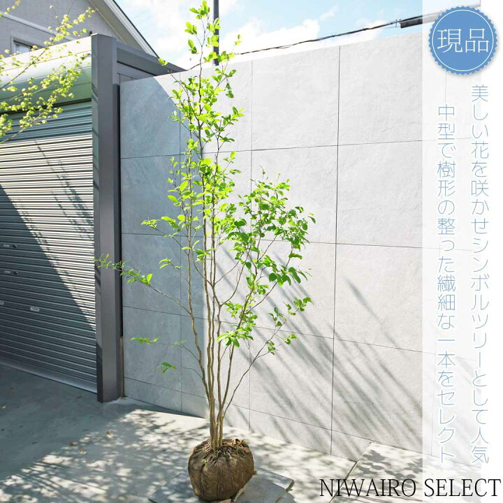 楽天市場】【現品】【ナツツバキ】シャラ 沙羅 株立ち 自然風樹形 樹高 