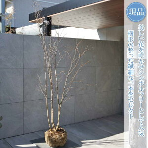 �y���i�z�y�i�c�c�o�L�z�V���� ���� ������ ���R�����`�@����H��225 × �}��W��100cm�@���� ���t�� �V���{���c���[ �A�� ��� ���� �A�� �a�� �m�� �K�[�f�j���O �������y���������z