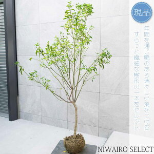 yO}~zq[}~ O^|   R`@H190 × }W120cm@ Ύ V{c[ A   A a m K[fjO yz
