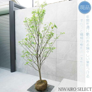 yO}~zq[}~ O^|   R`@H230 × }W110cm@ Ύ V{c[ A   A a m K[fjO yz