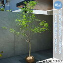 【肥前マユミ】ヒゼンマユミ 肥前真弓 常緑 常盤 自然風樹形　樹高H≒190 × 枝張W≒140cm　高木 常緑樹 シンボルツリ…
