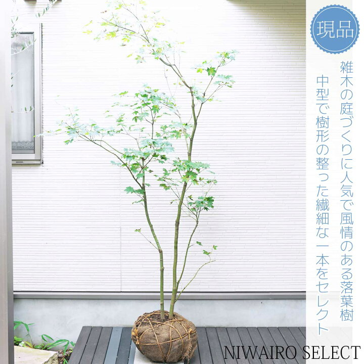 楽天市場】山採り【カエデ】楓 コハウチワカエデ 株立ち 自然樹形 樹高 
