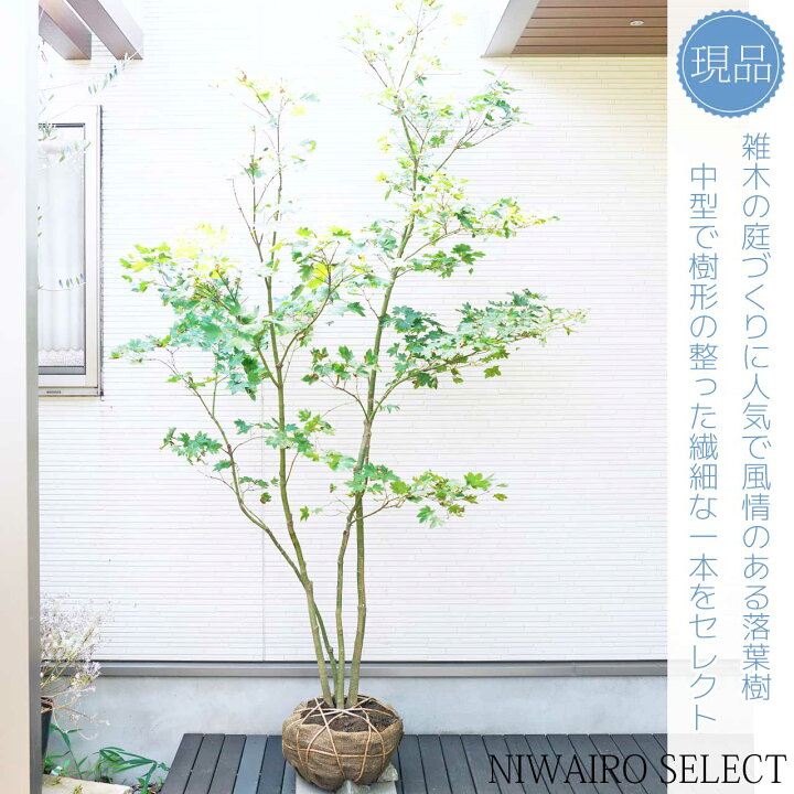楽天市場】山採り【カエデ】楓 コハウチワカエデ 株立ち 自然樹形 樹高 