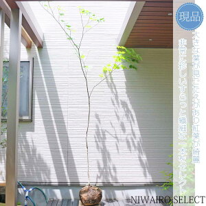 yizR̂ynE`JGfz@@R`@H270 × }W160cm@؁@t@V{c[@^@^@^@G؁@A؁@؁@؁@Á@a@m@