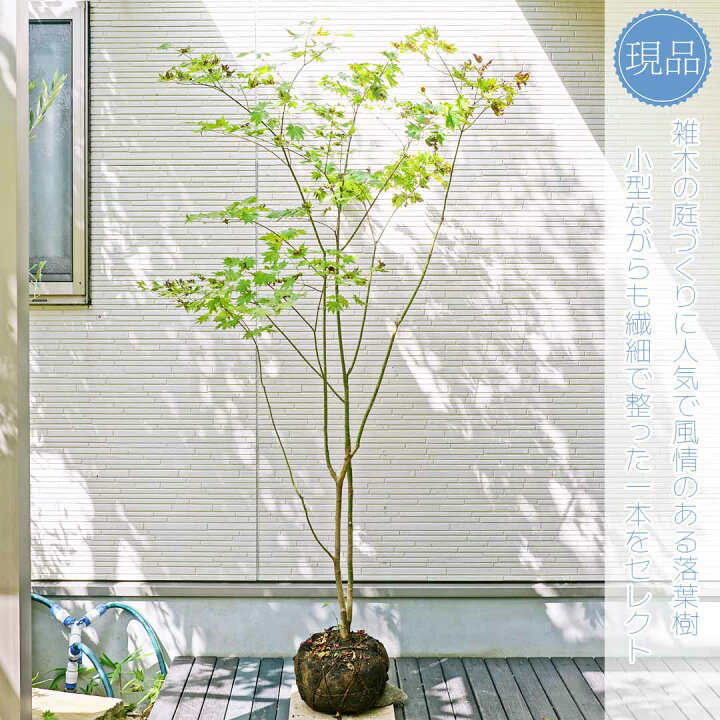 楽天市場】山採り【ヒナウチワカエデ】楓 株立ち 自然風樹形 樹高H 