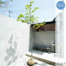 【現品】山採り【コハウチワカエデ】小羽団扇楓 自然風樹形　樹高H≒300 × 枝張W≒160cm　高木 落葉樹 シンボルツリー 植木 庭木 樹木 植栽 和風 洋風 ガーデニング おしゃれ【送料無料】