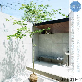 【現品】山採り【コハウチワカエデ】小羽団扇楓 自然風樹形　樹高H≒290 × 枝張W≒200cm　高木 落葉樹 シンボルツリー 植木 庭木 樹木 植栽 和風 洋風 ガーデニング おしゃれ【送料無料】