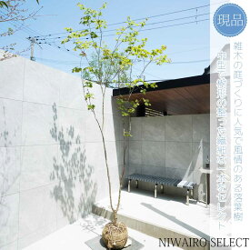 【現品】山採り【コハウチワカエデ】小羽団扇楓 自然風樹形　樹高H≒290 × 枝張W≒120cm　高木 落葉樹 シンボルツリー 植木 庭木 樹木 植栽 和風 洋風 ガーデニング おしゃれ【送料無料】