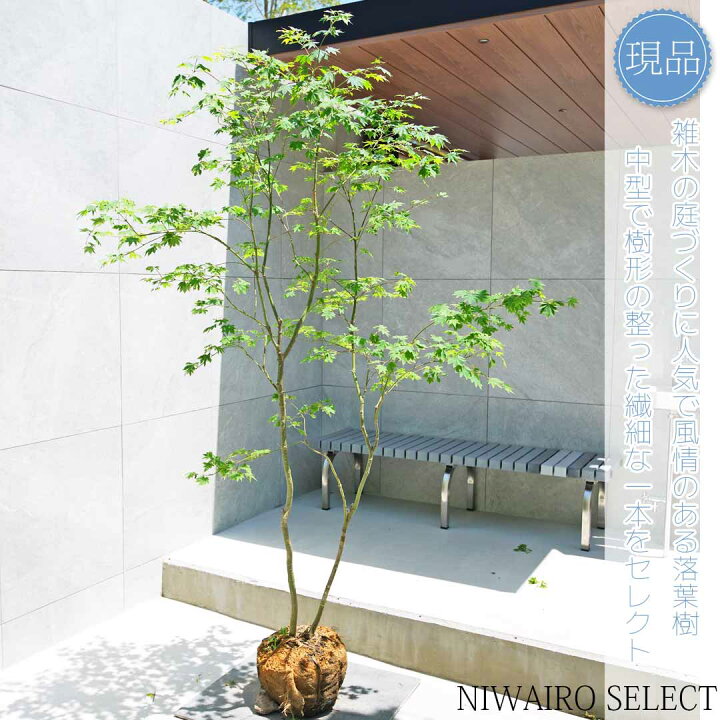 楽天市場】【現品】山採り【コハウチワカエデ】小羽団扇楓 株立ち 自然 