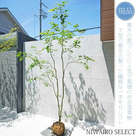 【現品】山採り【コハウチワカエデ】小羽団扇楓 自然風樹形　樹高H≒280 × 枝張W≒160cm　高木 落葉樹 シンボルツリー 植木 庭木 樹木 植栽 和風 洋風 ガーデニング おしゃれ【送料無料】