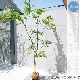 【現品】山採り【コハウチワカエデ】小羽団扇楓 株立ち 自然風樹形　樹高H≒250 × 枝張W≒170cm　高木 落葉樹 シンボルツリー 植木 庭木 樹木 植栽 和風 洋風 ガーデニング おしゃれ【送料無料】