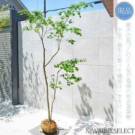 【現品】山採り【コハウチワカエデ】小羽団扇楓 株立ち 自然風樹形　樹高H≒245 × 枝張W≒130cm　高木 落葉樹 シンボルツリー 植木 庭木 樹木 植栽 和風 洋風 ガーデニング おしゃれ【送料無料】