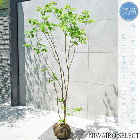 【現品】山採り【ヒナウチワカエデ】雛団扇楓 株立ち 自然風樹形　樹高H≒190 × 枝張W≒100cm　高木 落葉樹 シンボルツリー 植木 庭木 樹木 植栽 和風 洋風 ガーデニング おしゃれ【送料無料】