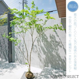 【現品】山採り【ヒナウチワカエデ】雛団扇楓 株立ち 自然風樹形　樹高H≒255 × 枝張W≒190cm　高木 落葉樹 シンボルツリー 植木 庭木 樹木 植栽 和風 洋風 ガーデニング おしゃれ【送料無料】