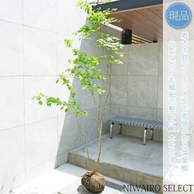 【現品】山採り【ヒナウチワカエデ】雛団扇楓 株立ち 自然風樹形　樹高H≒200 × 枝張W≒90cm　高木 落葉樹 シンボルツリー 植木 庭木 樹木 植栽 和風 洋風 ガーデニング おしゃれ【送料無料】