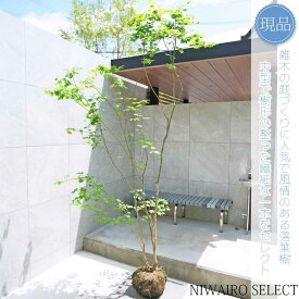 【現品】山採り【ヒナウチワカエデ】雛団扇楓 株立ち 自然風樹形　樹高H≒255 × 枝張W≒160cm　高木 落葉樹 シンボルツリー 植木 庭木 樹木 植栽 和風 洋風 ガーデニング おしゃれ【送料無料】