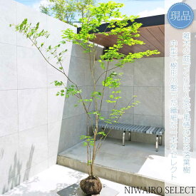 【現品】山採り【ヒナウチワカエデ】雛団扇楓 株立ち 自然風樹形　樹高H≒230 × 枝張W≒180cm　高木 落葉樹 シンボルツリー 植木 庭木 樹木 植栽 和風 洋風 ガーデニング おしゃれ【送料無料】