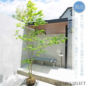 【現品】山採り【ヒナウチワカエデ】雛団扇楓 株立ち 自然風樹形　樹高H≒255 × 枝張W≒170cm　高木 落葉樹 シンボルツリー 植木 庭木 樹木 植栽 和風 洋風 ガーデニング おしゃれ【送料無料】