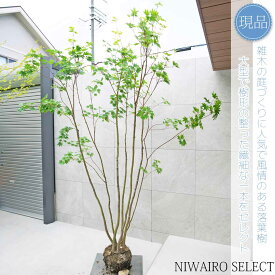 【現品】【コハウチワカエデ】楓 株立ち 自然風樹形　樹高H≒265 × 枝張W≒180cm　高木 落葉樹 シンボルツリー 植木 庭木 樹木 植栽 和風 洋風 ガーデニング おしゃれ【送料無料】