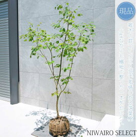 【現品】山採り【コハウチワカエデ】小羽団扇楓 自然風樹形　樹高H≒180 × 枝張W≒110cm　高木 落葉樹 シンボルツリー 植木 庭木 樹木 植栽 和風 洋風 ガーデニング おしゃれ【送料無料】
