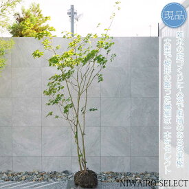 【現品】山採り【コハウチワカエデ】小羽団扇楓 株立ち 自然風樹形　樹高H≒290 × 枝張W≒150cm　高木 落葉樹 シンボルツリー 植木 庭木 樹木 植栽 和風 洋風 ガーデニング おしゃれ【送料無料】