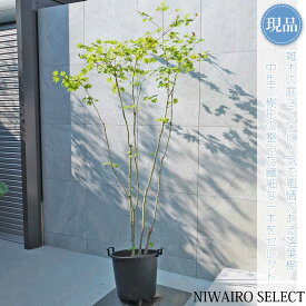 【現品】山採り【コハウチワカエデ】小羽団扇楓 株立ち 自然風樹形　樹高H≒200 × 枝張W≒110cm　高木 落葉樹 シンボルツリー 植木 庭木 樹木 植栽 和風 洋風 ガーデニング おしゃれ【送料無料】
