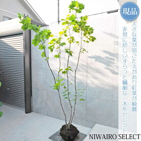 【現品】山採り【ハウチワカエデ】羽団扇楓 株立ち 自然風樹形　樹高H≒255 × 枝張W≒140cm　高木 落葉樹 シンボルツリー 植木 庭木 樹木 植栽 和風 洋風 ガーデニング おしゃれ【送料無料】