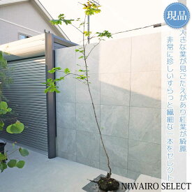 【現品】山採り【ハウチワカエデ】羽団扇楓 自然風樹形　樹高H≒270 × 枝張W≒110cm　高木 落葉樹 シンボルツリー 植木 庭木 樹木 植栽 和風 洋風 ガーデニング おしゃれ【送料無料】