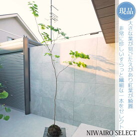 【現品】山採り【ハウチワカエデ】羽団扇楓 自然風樹形　樹高H≒280 × 枝張W≒150cm　高木 落葉樹 シンボルツリー 植木 庭木 樹木 植栽 和風 洋風 ガーデニング おしゃれ【送料無料】