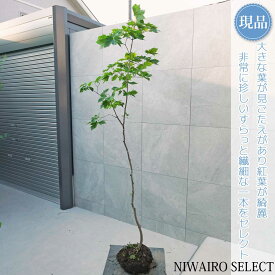 【現品】山採り【ハウチワカエデ】羽団扇楓 自然風樹形　樹高H≒225 × 枝張W≒70cm　高木 落葉樹 シンボルツリー 植木 庭木 樹木 植栽 和風 洋風 ガーデニング おしゃれ【送料無料】