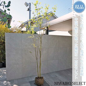 【現品】山採り【コハウチワカエデ】株立ち 小羽団扇楓 自然風樹形　樹高H≒260 × 枝張W≒100cm　高木 落葉樹 シンボルツリー 植木 庭木 樹木 植栽 和風 洋風 ガーデニング おしゃれ【送料無料】