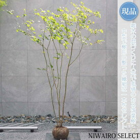 【現品】山採り【ヒナウチワカエデ】雛団扇楓 株立ち 自然風樹形　樹高H≒215 × 枝張W≒130cm　高木 落葉樹 シンボルツリー 植木 庭木 樹木 植栽 和風 洋風 ガーデニング おしゃれ【送料無料】