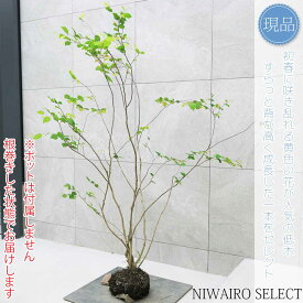 【現品】【ヒュウガミズキ】日向水木 ヒメミズキ 自然風樹形　樹高H≒150 × 枝張W≒140cm　低木 落葉樹 シンボルツリー 植木 庭木 樹木 植栽 和風 洋風 ガーデニング おしゃれ【送料無料】