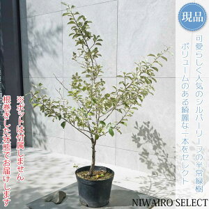 yV}O~zVo[[t R`@H95 × }W80cm@ Ύ V{c[ A   A a m K[fjO yz