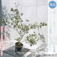 【シマグミ】シルバーリーフ 自然風樹形　樹高H≒120 × 枝張W≒120cm　低木 半常緑樹 シンボルツリー 植…