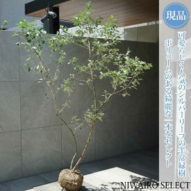 【シマグミ】シルバーリーフ 自然風樹形　樹高H≒190 × 枝張W≒120cm　低木 半常緑樹 シンボルツリー 植木 庭木 樹木 植栽 和風 洋風 ガーデニング おしゃれ【送料無料】