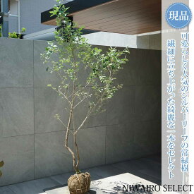 【シマグミ】シルバーリーフ 自然風樹形　樹高H≒200 × 枝張W≒95cm　低木 半常緑樹 シンボルツリー 植木 庭木 樹木 植栽 和風 洋風 ガーデニング おしゃれ【送料無料】