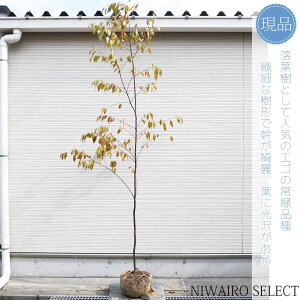 yizy΃GSmLzgLGSmL  R`@H300 × }W130cm@ Ύ V{c[ A   A a m K[fjO yz