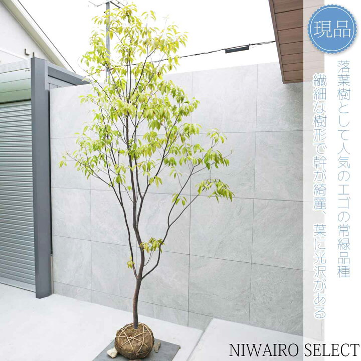 楽天市場】【現品】【常緑エゴノキ】トキワエゴノキ 常盤 自然風樹形 